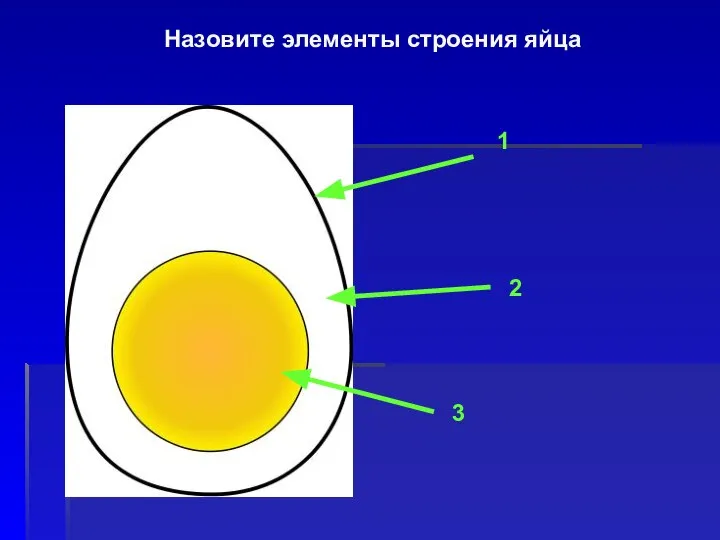 Назовите элементы строения яйца 1 3 2