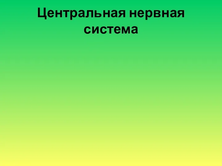 Центральная нервная система