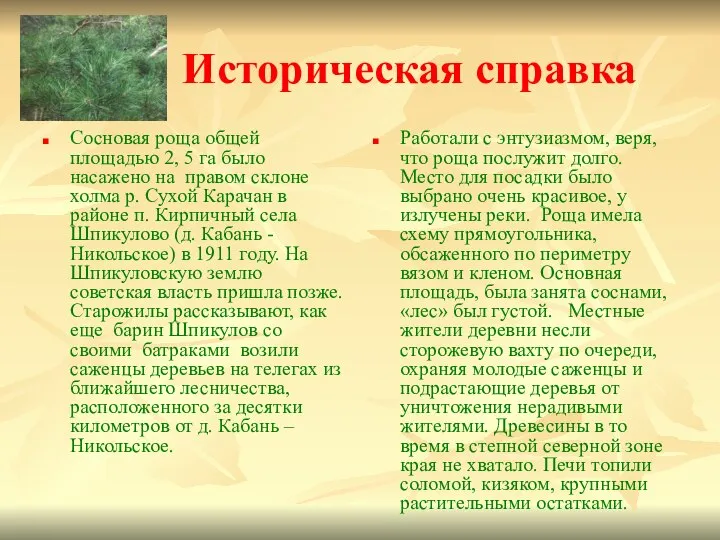 Историческая справка Сосновая роща общей площадью 2, 5 га было насажено