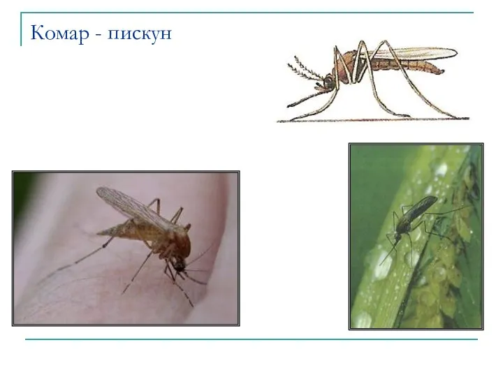 Комар - пискун