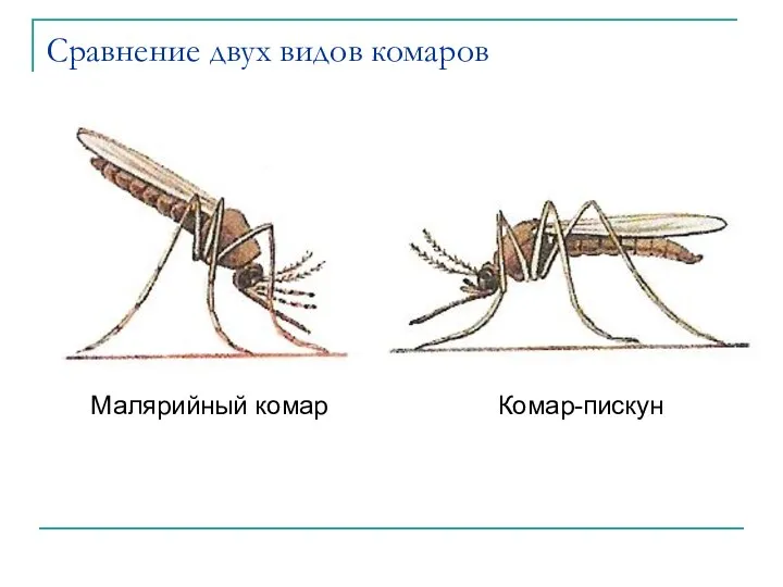 Сравнение двух видов комаров Малярийный комар Комар-пискун