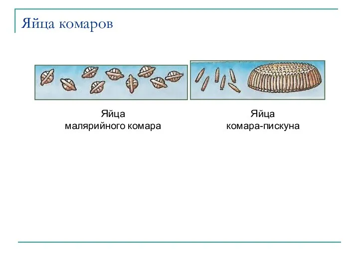 Яйца комаров Яйца малярийного комара Яйца комара-пискуна