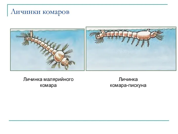 Личинки комаров Личинка малярийного комара Личинка комара-пискуна