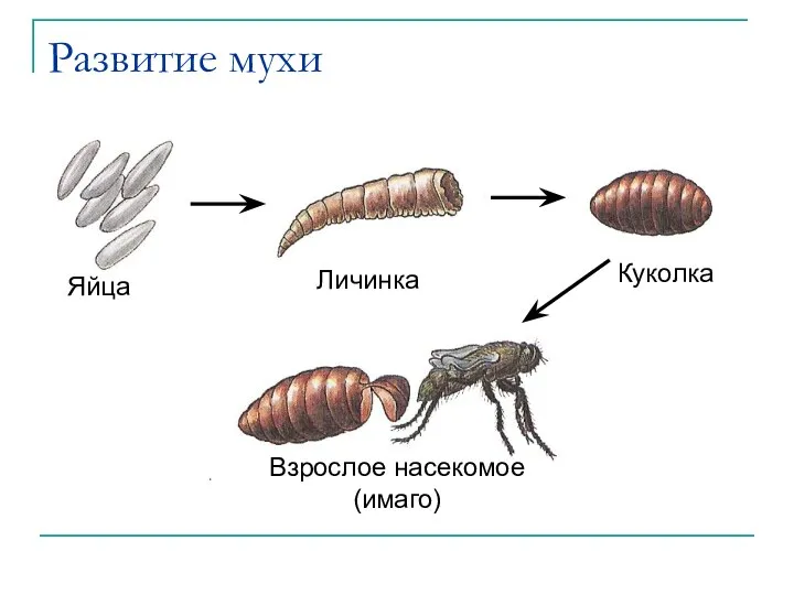 Развитие мухи Яйца Личинка Куколка Взрослое насекомое (имаго)