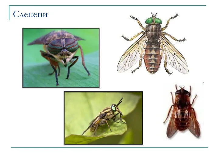 Слепени