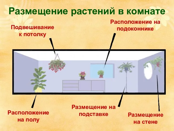 Размещение растений в комнате Подвешивание к потолку Расположение на подоконнике Расположение