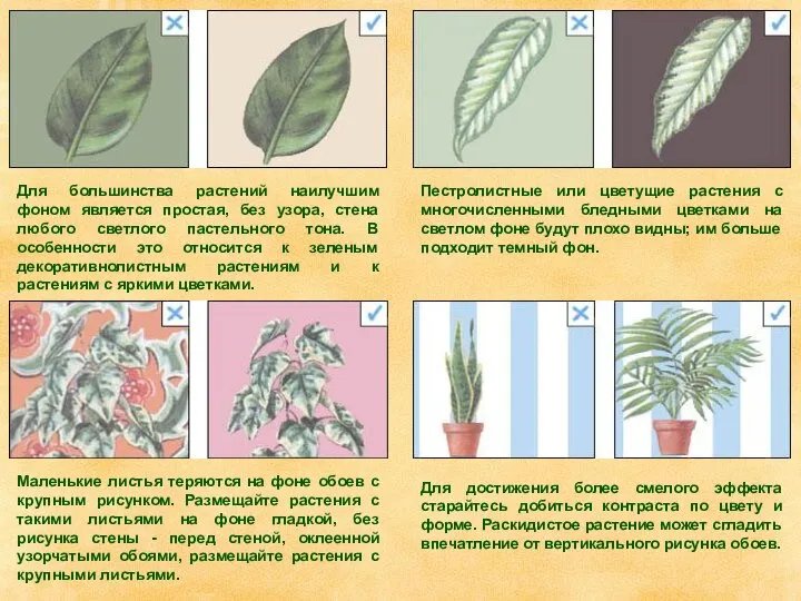 Для большинства растений наилучшим фоном является простая, без узора, стена любого