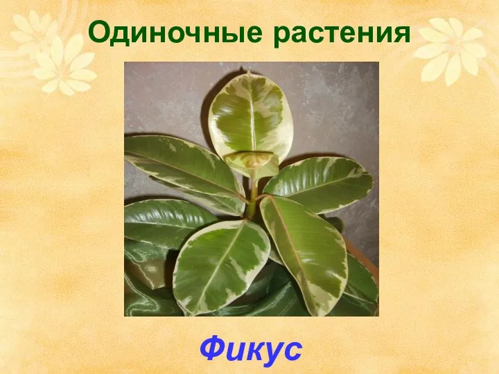 Одиночные растения Фикус