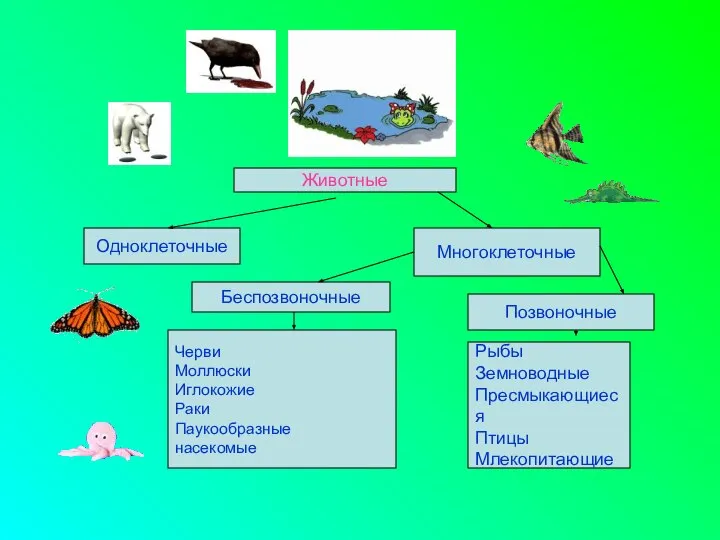 Животные Одноклеточные Многоклеточные Беспозвоночные Черви Моллюски Иглокожие Раки Паукообразные насекомые Позвоночные Рыбы Земноводные Пресмыкающиеся Птицы Млекопитающие