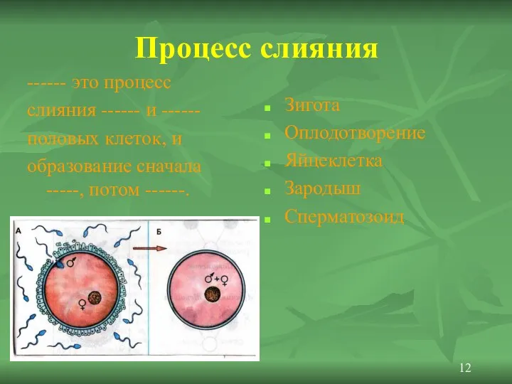 Процесс слияния ------ это процесс слияния ------ и ------ половых клеток,