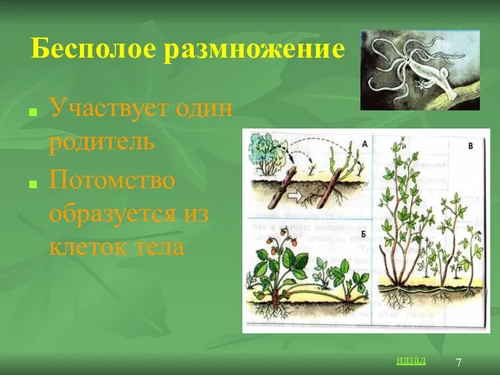 Бесполое размножение Участвует один родитель Потомство образуется из клеток тела назад 7