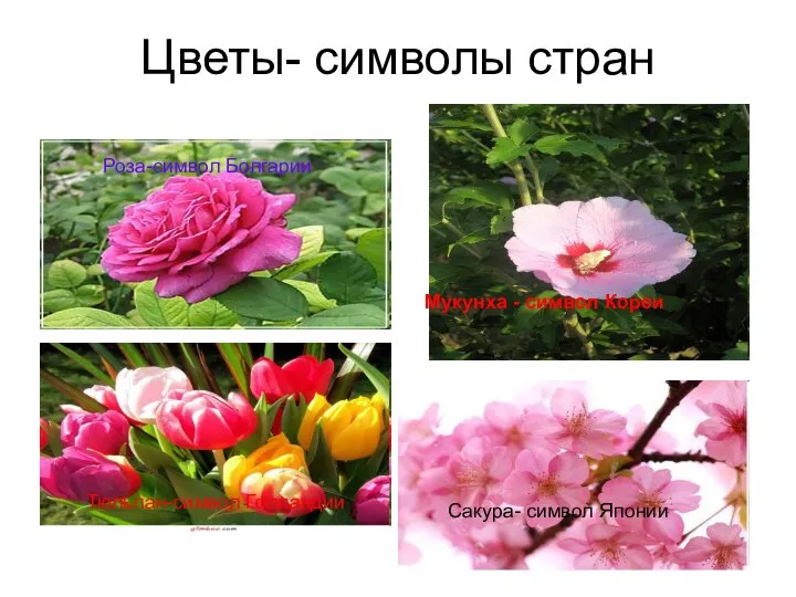 Цветы- символы стран Роза-символ Болгарии Сакура- символ Японии Тюльпан-символ Голландии Мукунха - символ Кореи