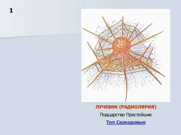 1 ЛУЧЕВИК (РАДИОЛЯРИЯ) Подцарство Простейшие Тип Саркодовые