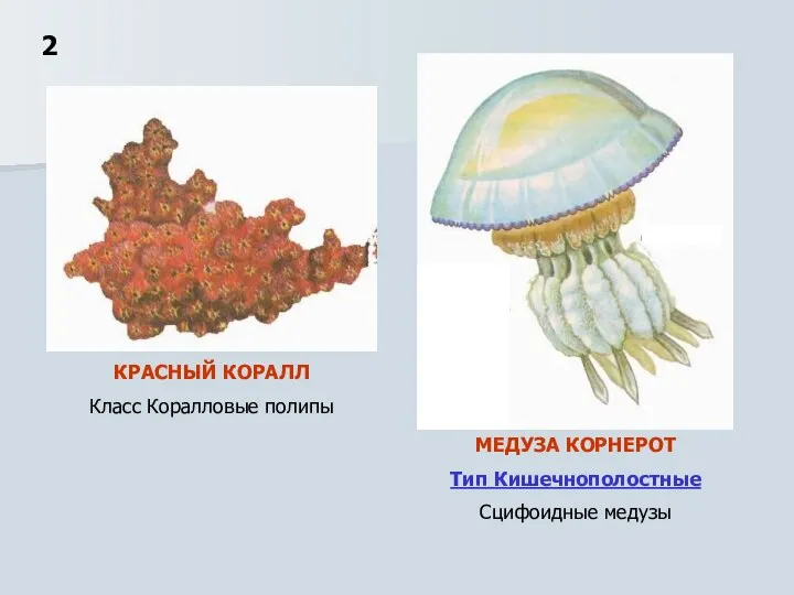 2 МЕДУЗА КОРНЕРОТ Тип Кишечнополостные Сцифоидные медузы КРАСНЫЙ КОРАЛЛ Класс Коралловые полипы