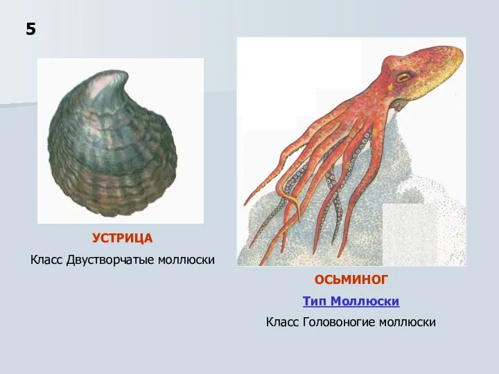 ОСЬМИНОГ Тип Моллюски Класс Головоногие моллюски 5 УСТРИЦА Класс Двустворчатые моллюски