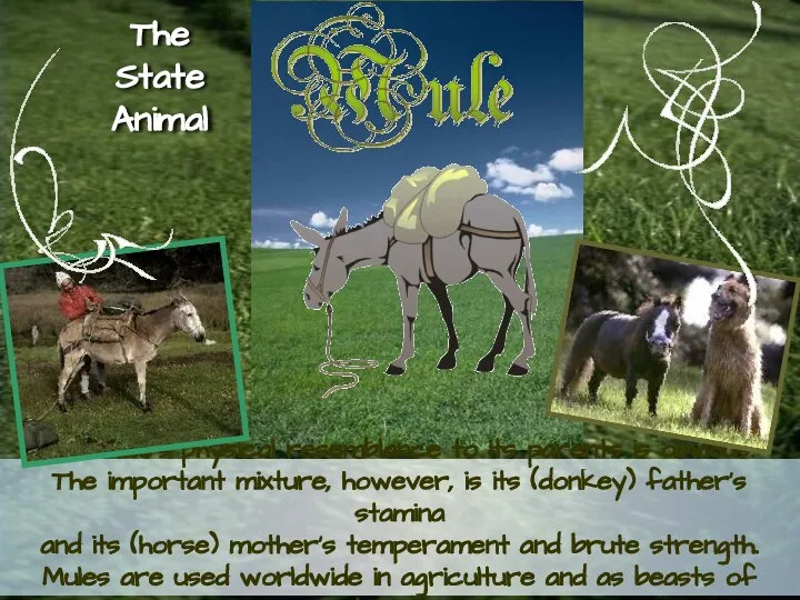 The mule’s physical resemblance to its parents is obvious. The important