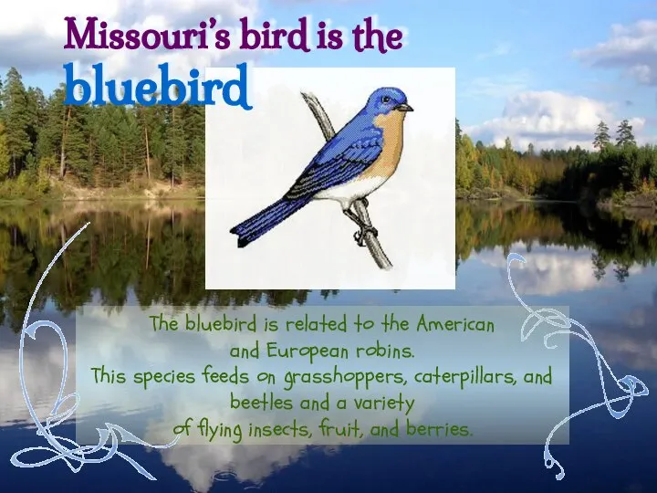 The bluebird is related to the American and European robins. This