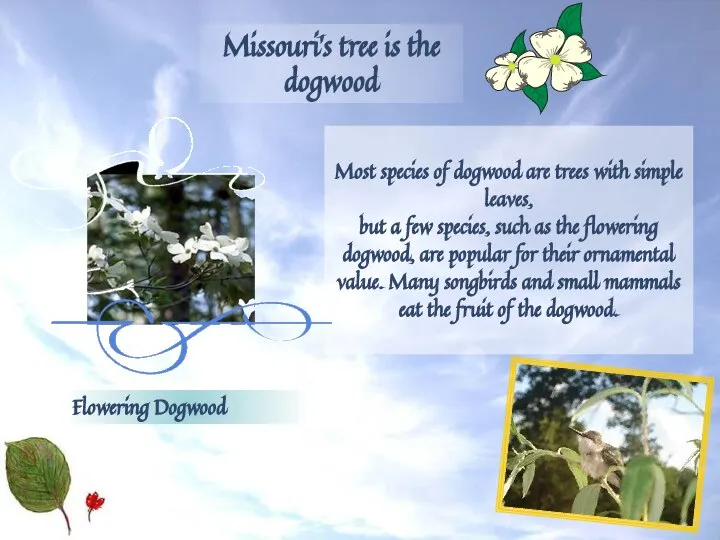 Most species of dogwood are trees with simple leaves, but a