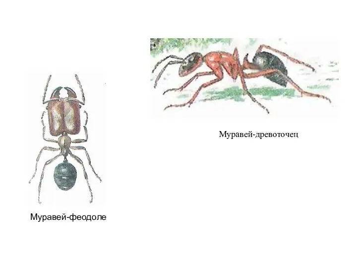 Муравей-древоточец Муравей-феодоле