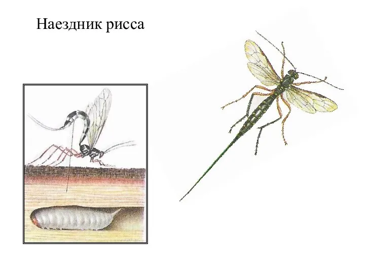 Наездник рисса