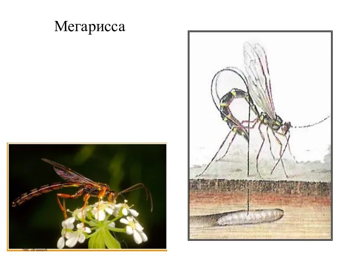 Мегарисса