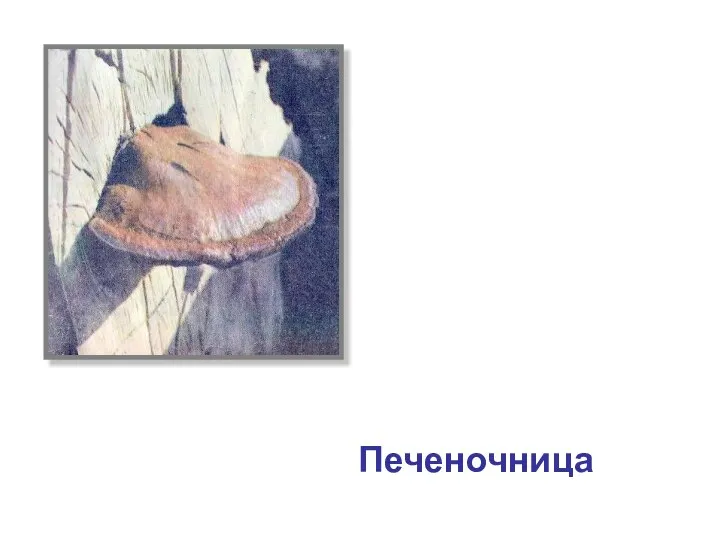 Печеночница