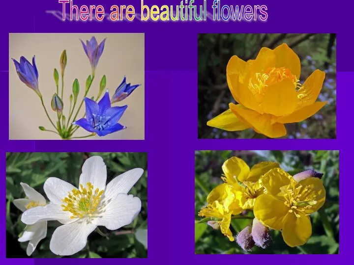 There are beautiful flowers