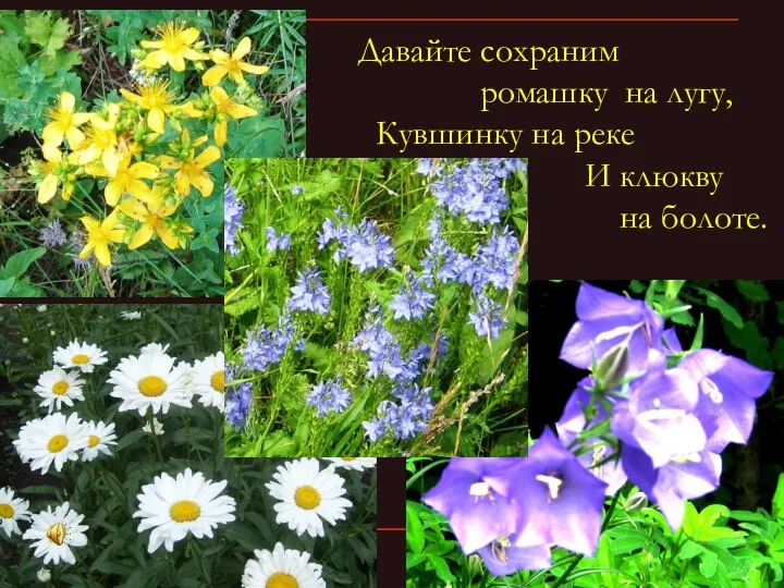 Давайте сохраним ромашку на лугу, Кувшинку на реке И клюкву на болоте.