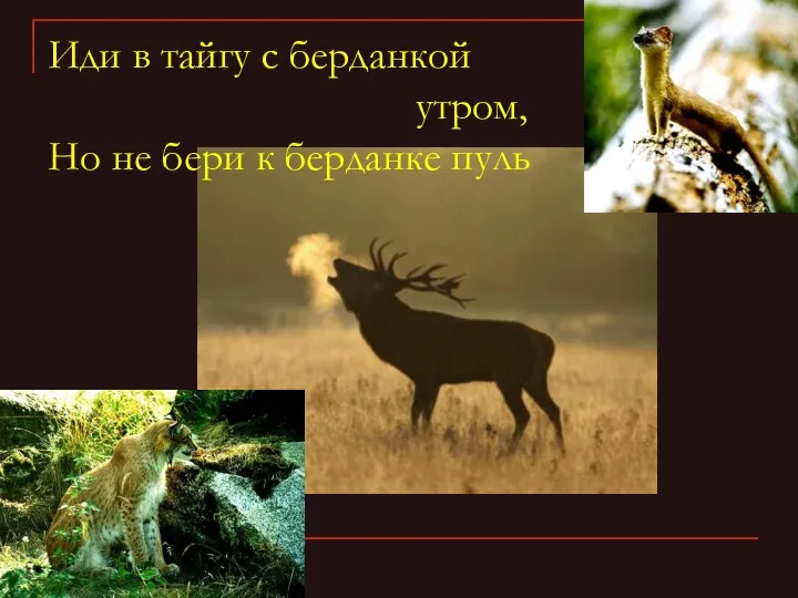 Иди в тайгу с берданкой утром, Но не бери к берданке пуль