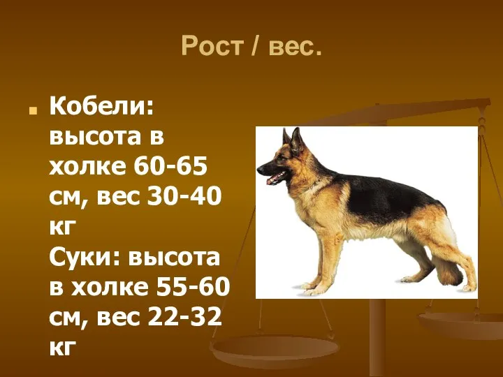 Рост / вес. Кобели: высота в холке 60-65 см, вес 30-40