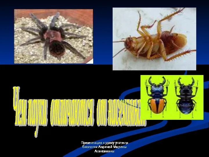 Презентация к уроку учителя биологии Авриной Марины Алексеевны Чем пауки отличаются от насекомых?