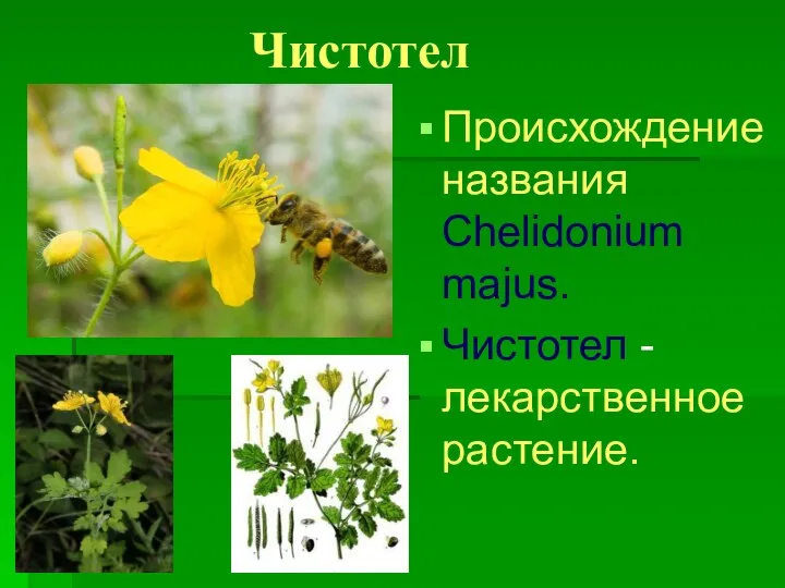 Чистотел Происхождение названия Chelidonium majus. Чистотел - лекарственное растение.