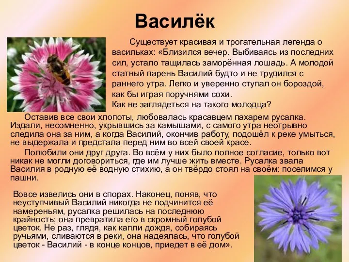 Василёк Оставив все свои хлопоты, любовалась красавцем пахарем русалка. Издали, несомненно,