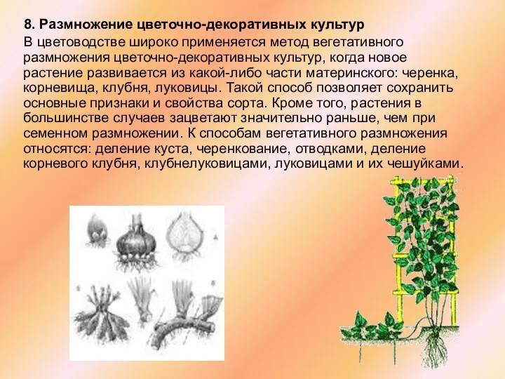 8. Размножение цветочно-декоративных культур В цветоводстве широко применяется метод вегетативного размножения