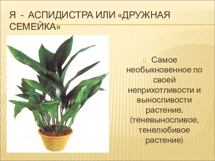 Я - АСПИДИСТРА ИЛИ «ДРУЖНАЯ СЕМЕЙКА» Самое необыкновенное по своей неприхотливости