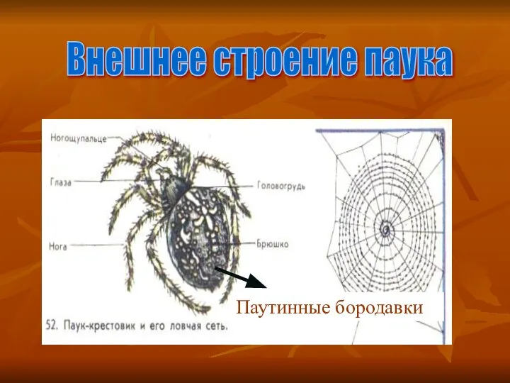 Внешнее строение паука Паутинные бородавки