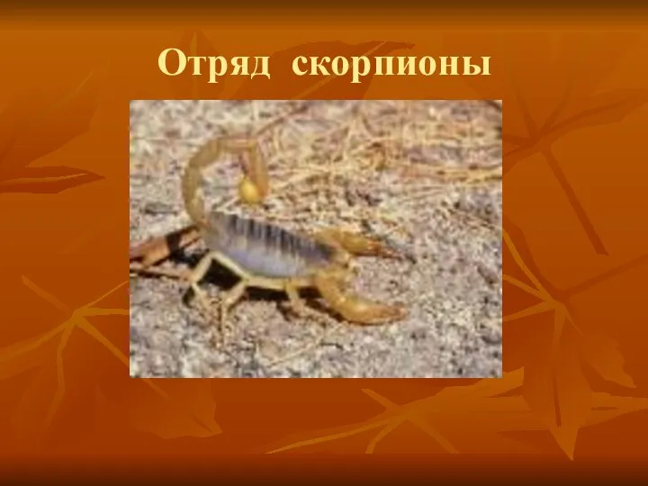 Отряд скорпионы