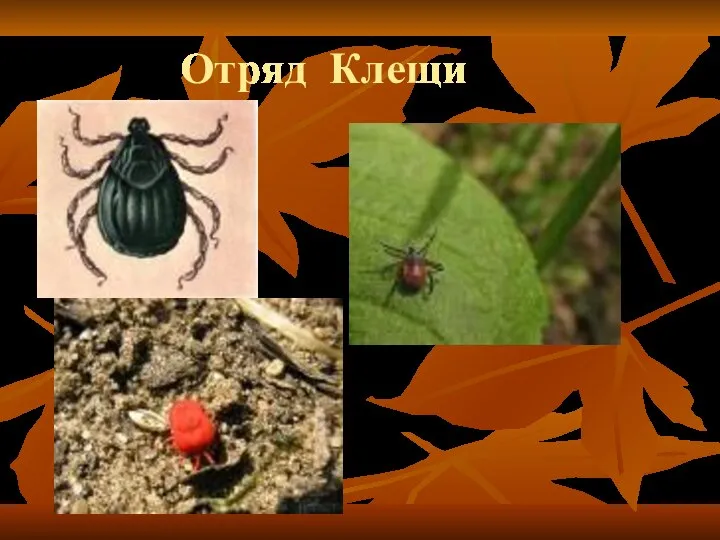 Отряд Клещи