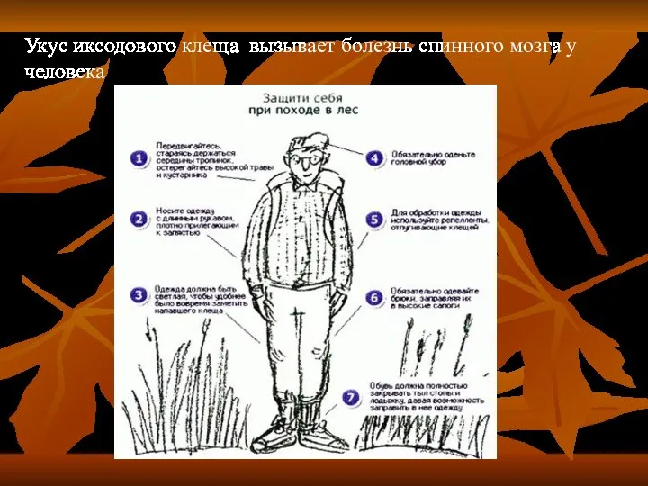 Укус иксодового клеща вызывает болезнь спинного мозга у человека