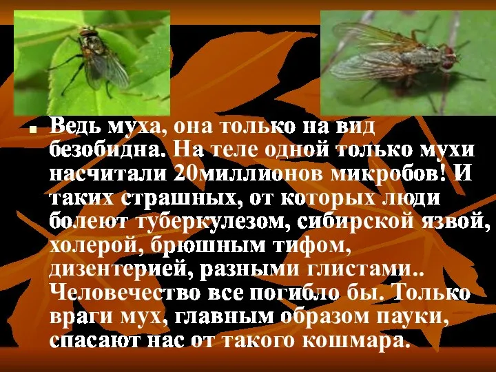 Ведь муха, она только на вид безобидна. На теле одной только