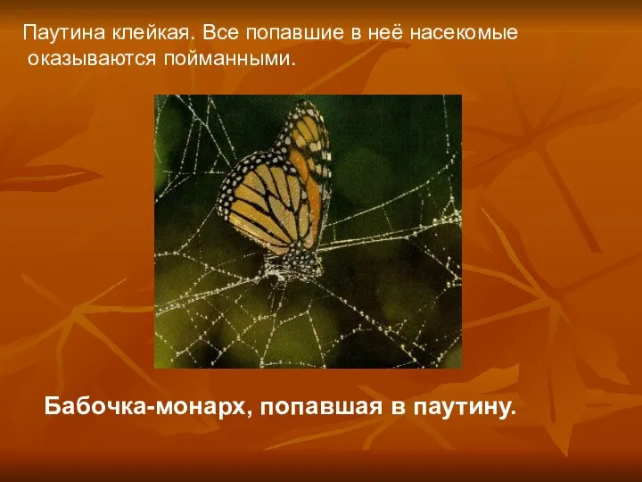 Бабочка-монарх, попавшая в паутину. Паутина клейкая. Все попавшие в неё насекомые оказываются пойманными.