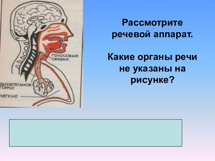 Рассмотрите речевой аппарат. Какие органы речи не указаны на рисунке? ротовая