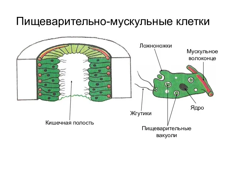 Пищеварительно-мускульные клетки Кишечная полость Жгутики Ложноножки Пищеварительные вакуоли Мускульное волоконце Ядро