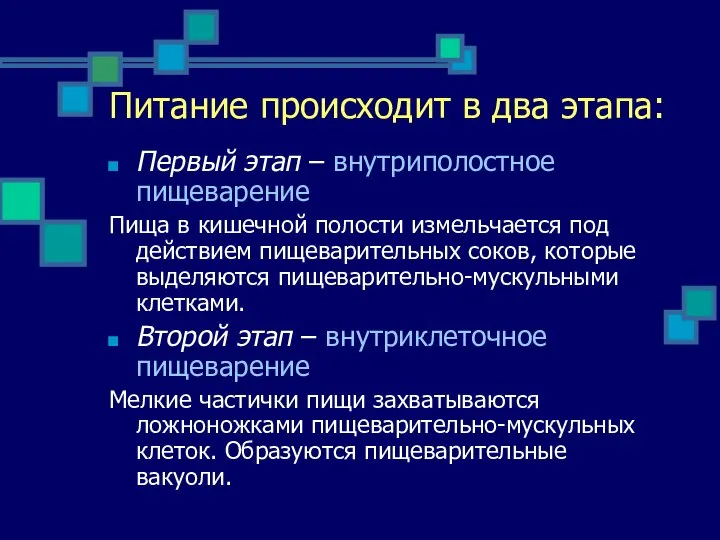 Питание происходит в два этапа: Первый этап – внутриполостное пищеварение Пища