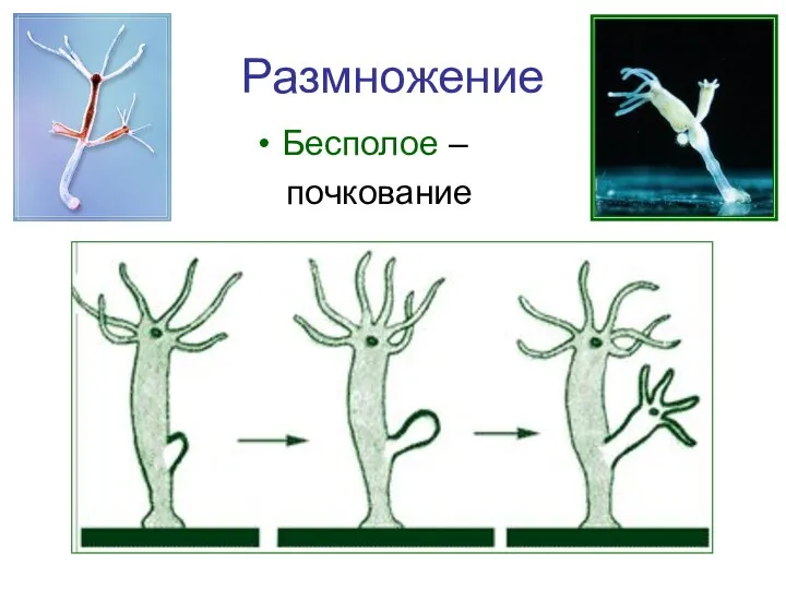 Размножение Бесполое – почкование