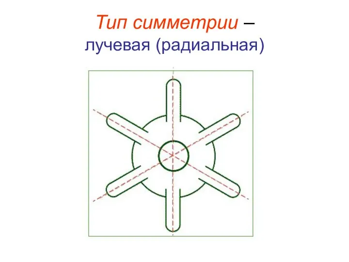 Тип симметрии – лучевая (радиальная)