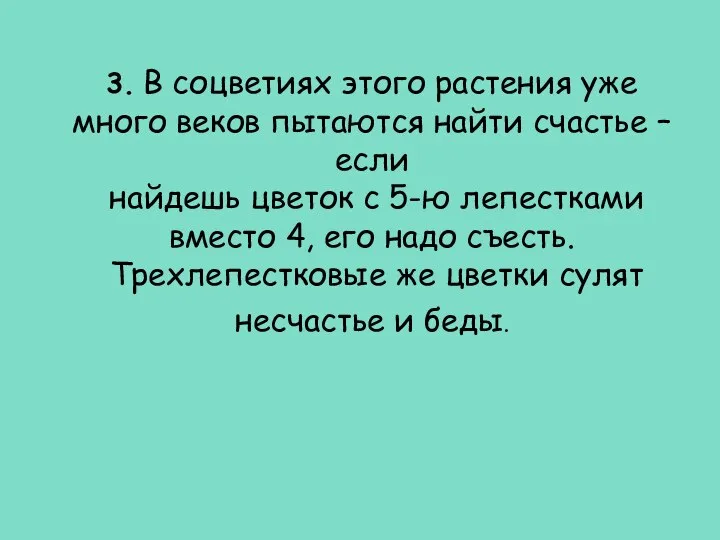 3. В соцветиях этого растения уже много веков пытаются найти счастье