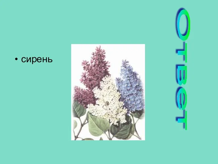 сирень Ответ