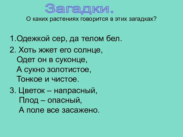 О каких растениях говорится в этих загадках? 1.Одежкой сер, да телом