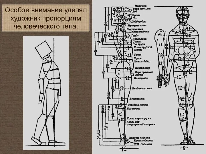 Особое внимание уделял художник пропорциям человеческого тела.